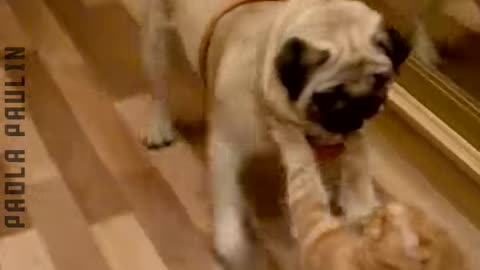 Goofy Cats