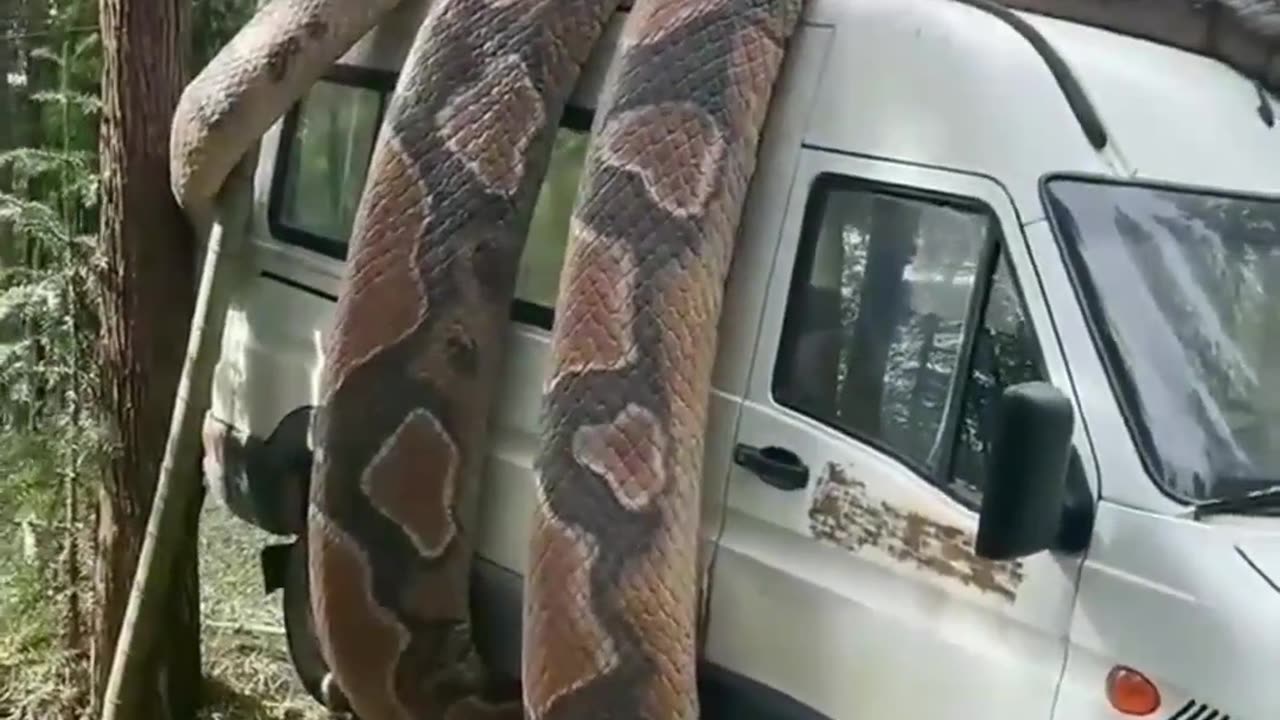 Anaconda Snake grab's van how to it can possible