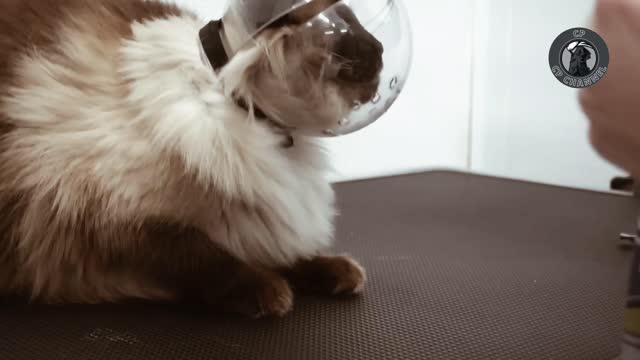 He used his murderous mittens to get me | Crazy cat