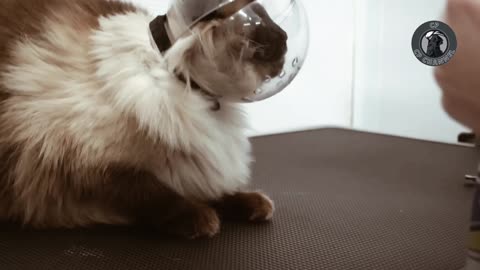 He used his murderous mittens to get me | Crazy cat
