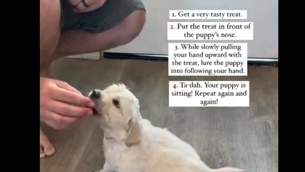 How to train "sit" your puppy