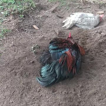 Spa for chickens and crazy duck Kaja!