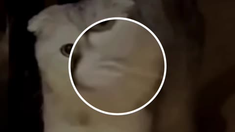 Cat funny video