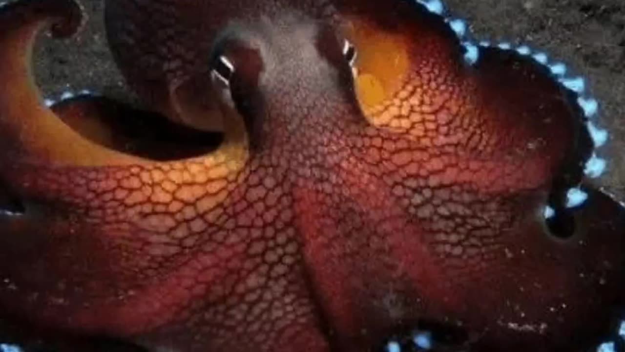 Fact About Octopus : 3 दिल और 9 दिमाग : हड्डियाँ नहीं हैं : 56,000 अंडे #Shorts