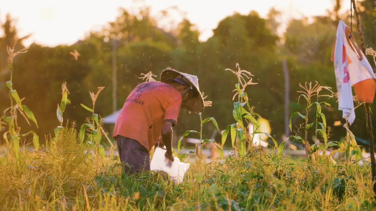 cinematic farmers in the fields