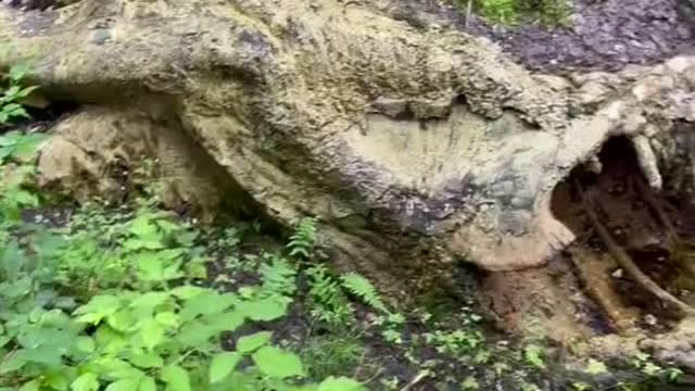 Real Dead T-rex Found . 😱