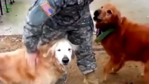 Dogs' Heartwarming Reaction To Returning Soldiers