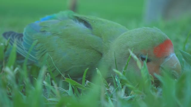 Small and cute parrot eats