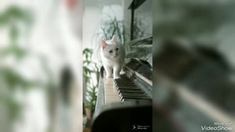 cat on the piano