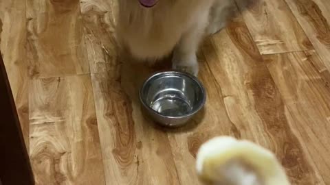 Hungry Dog