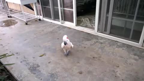 Do you speak cockatoo?
