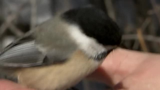 Have you ever hand fed a black-capped chickadee?