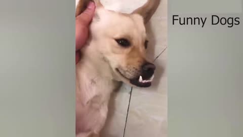 Funniest Animals Video - Funny Dogs And Cats - Try Not To Laugh Animals 2022