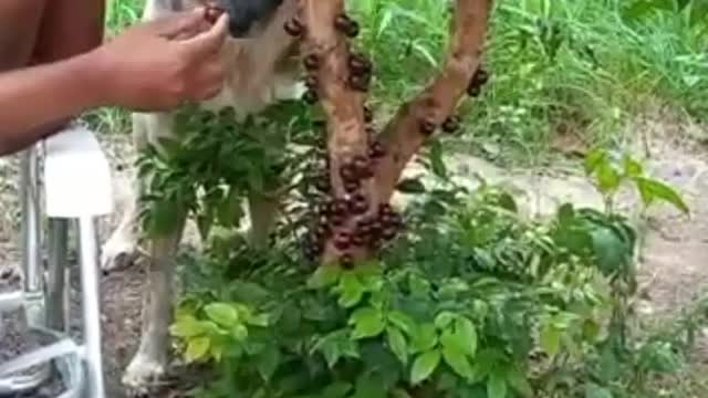 Giving Fruit to My Dog