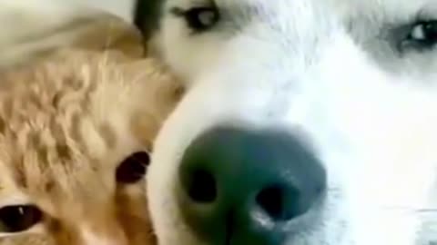 Lovely dog 🐕 with 🐈😺🐈