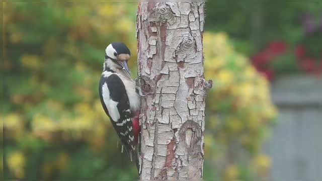 Woodpecker Bird Pecking Woodpecker Bird Sounds Woodpecker Bird Engineer Bird