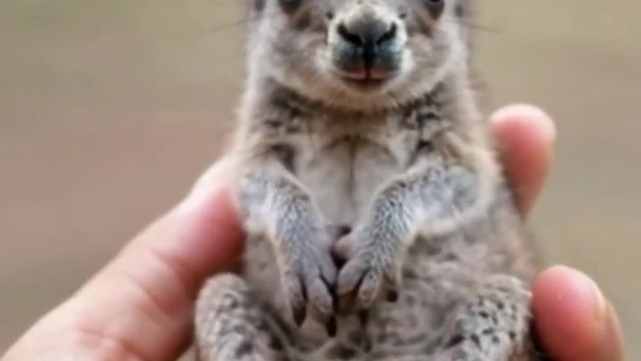 Amazing video