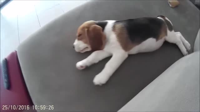 Cutest 8 Wk old Beagle Puppy Playing & Sleeping! Must See