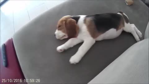Cutest 8 Wk old Beagle Puppy Playing & Sleeping! Must See