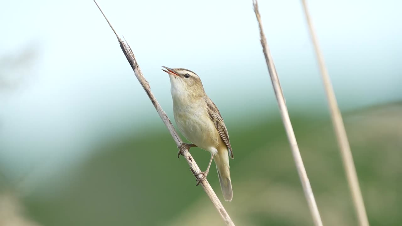 Sedge warbler singing in Uppsala 4k