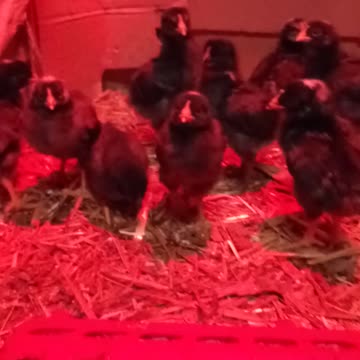 Good Morning Babies 🐣