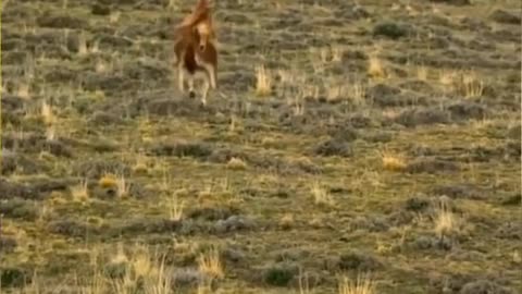 Animal fani video