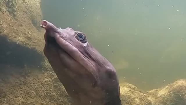 Me just trying to casually snorkel in Florida