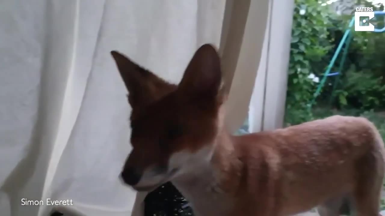 Este homem fez novos amigos... adoráveis filhotes de raposa