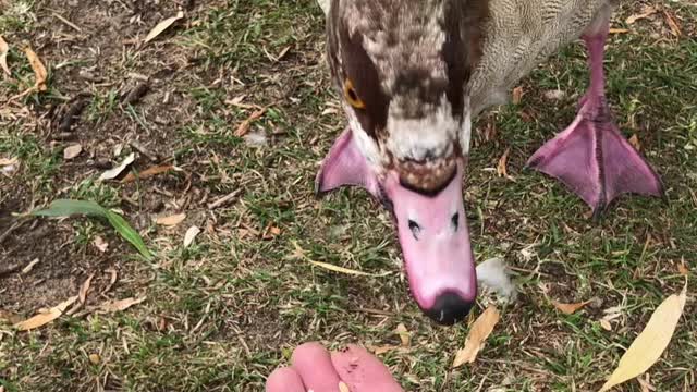 Egyptian Geese Ducks Hand Fed Hungry Birds