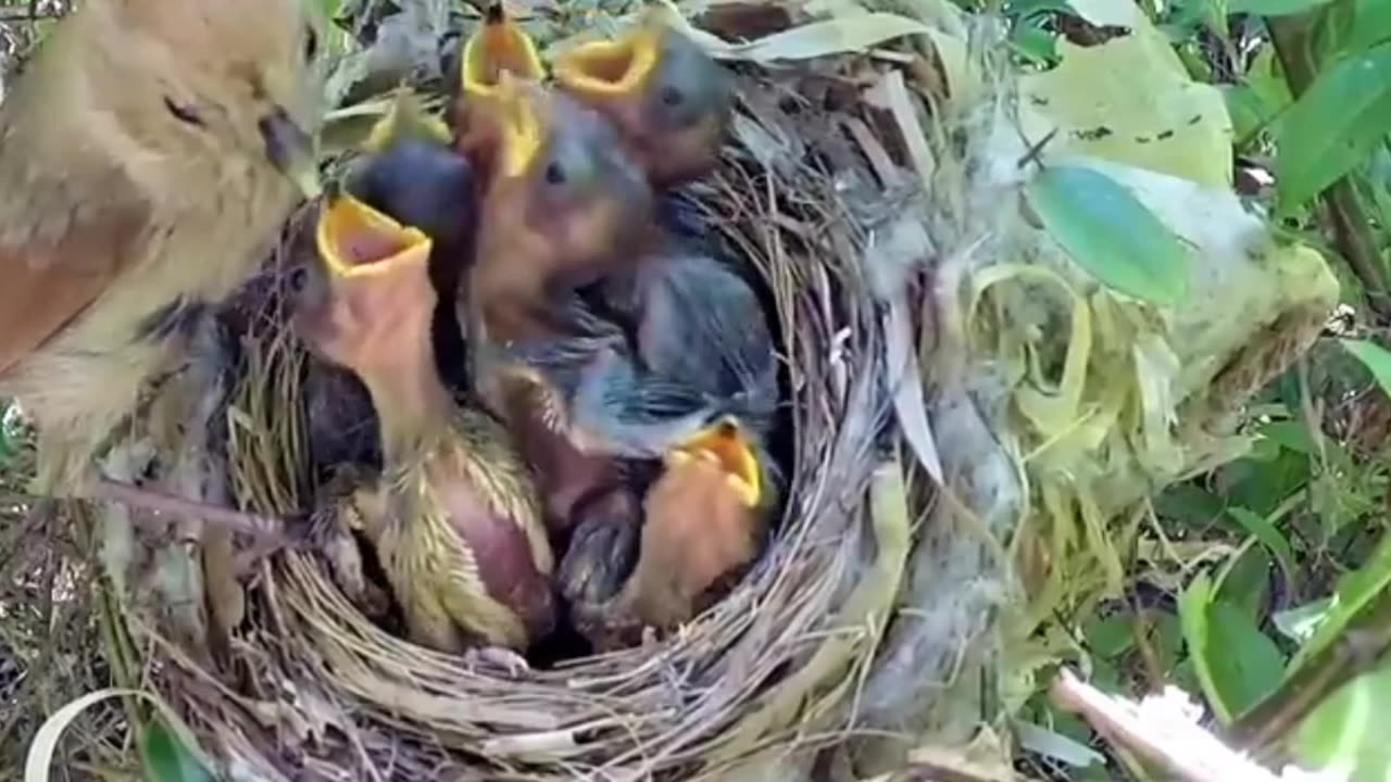 Bird brooding & Baby Eating