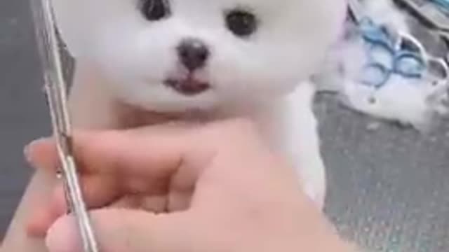 Cute baby dog
