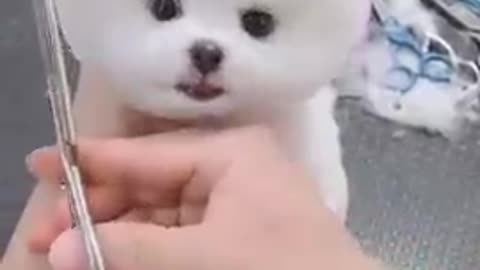 Cute baby dog