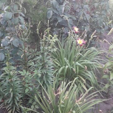 The flowers have faded