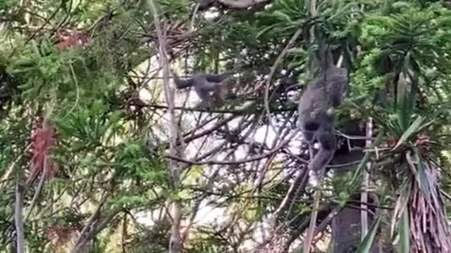 Look, this monkey is so flexible, jumping up and down the tree