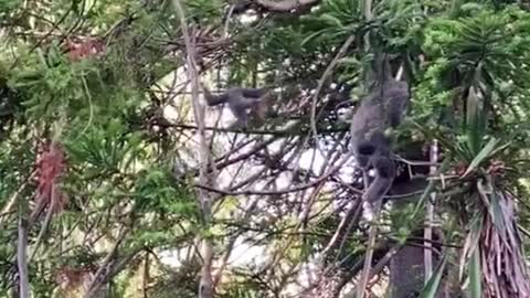 Look, this monkey is so flexible, jumping up and down the tree