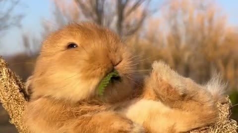 So cute 🥰🥰 Rabbits