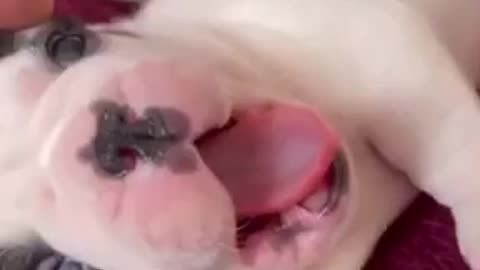 Dog 🐩 baby