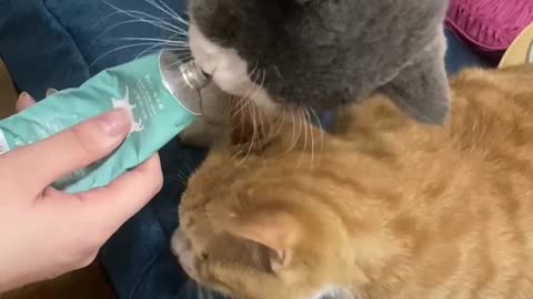 Two fat cats eat snacks