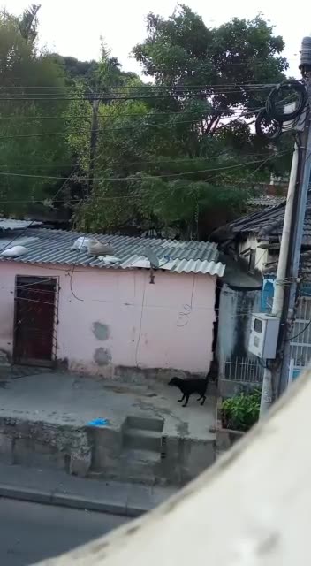 Perro encadenado en Pie del Cerro