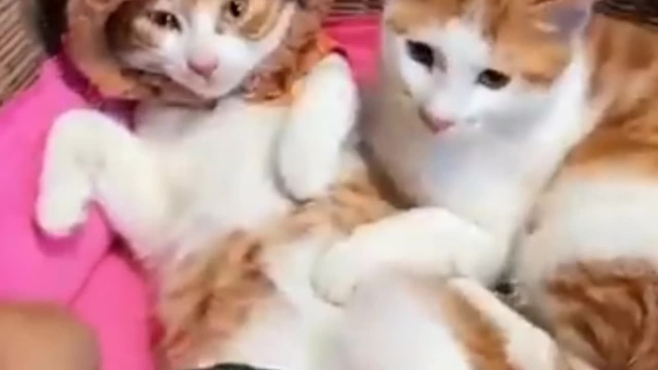 Cats funny moment🐱🐱😂😂😻