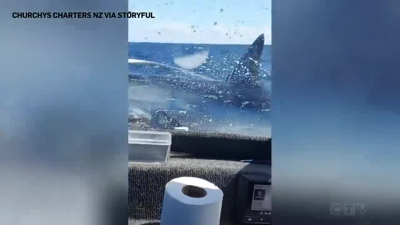 Huge shark jumps onto a fishing vessel in New Zealand _ _It's on the boat!_