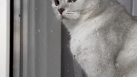 Heart touching cat story