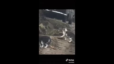 Jokes about cats
