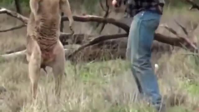 Kangaroos are unreal animals lmaoo