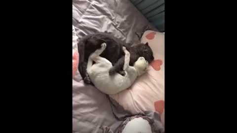 Awesome SO Cute Cat ! Cute and Funny Cat Videos to Keep You Smiling! 🐱-16