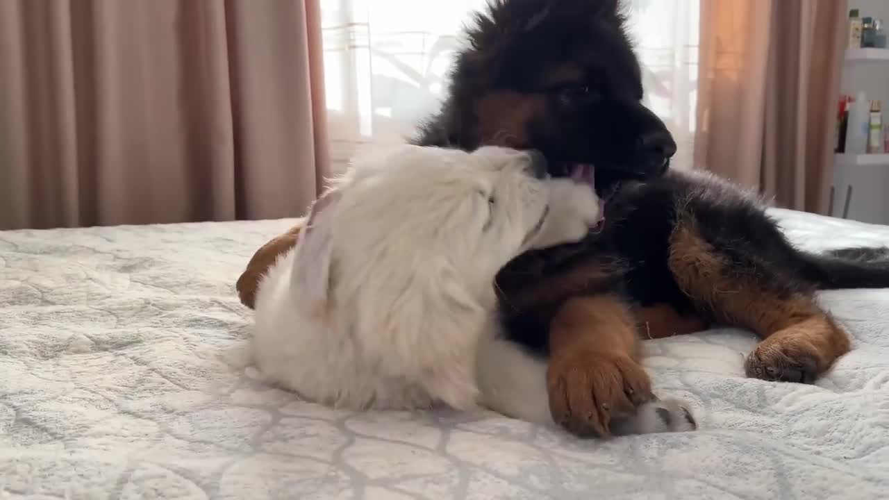 Não seja vítima desses golpes comuns de Cachorros e Cães