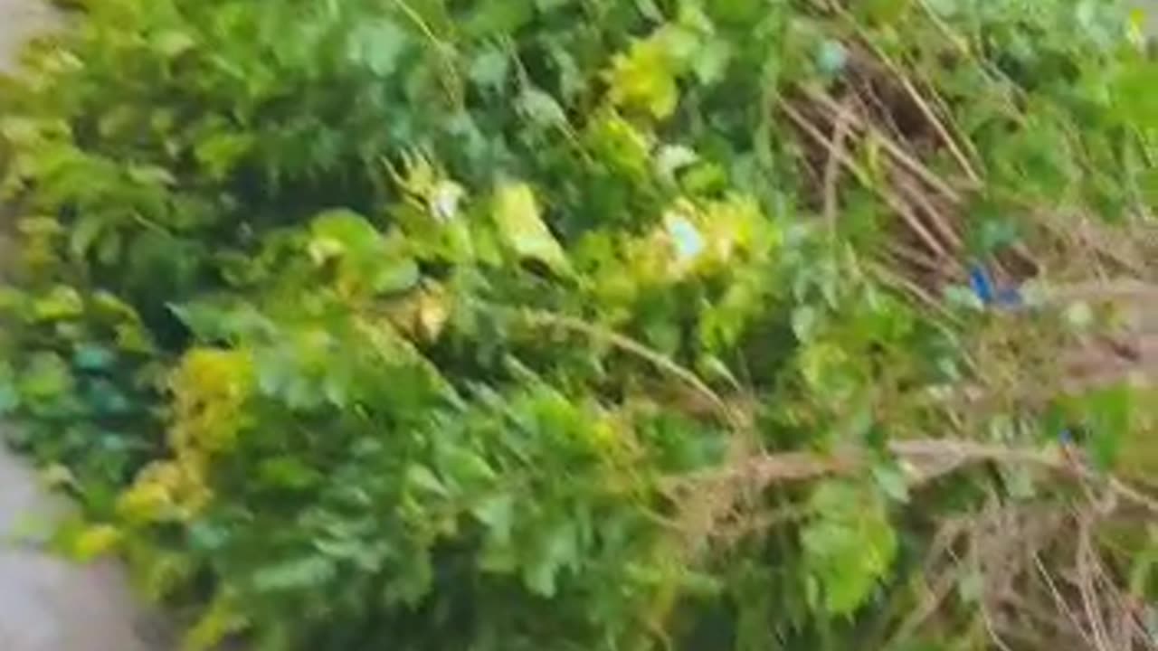 🌲🙏