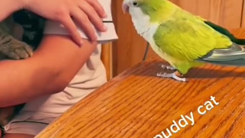 Funny videos of animals part 208