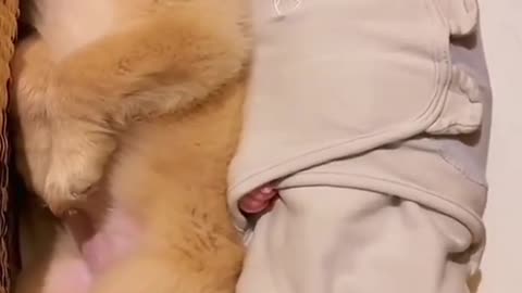 Little baby and cute dog sleeping and playing