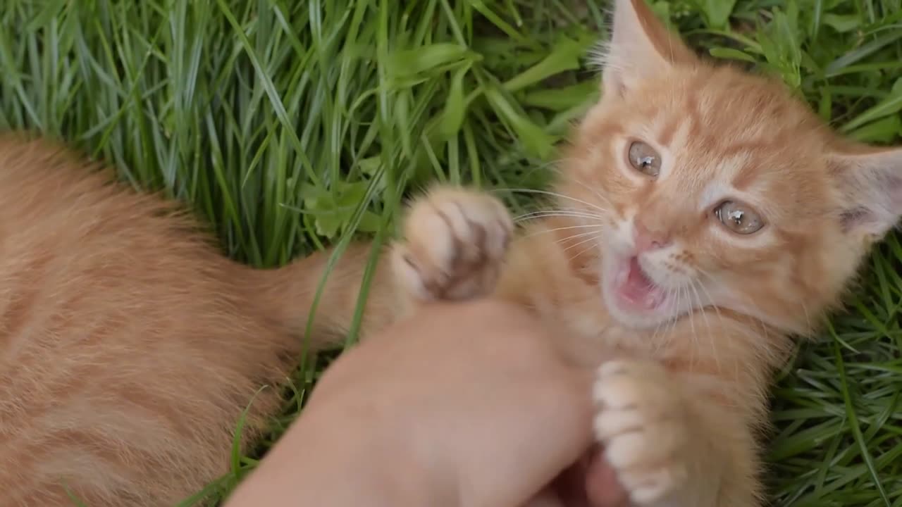 Pawsitively Adorable: Meet Whiskers, the Fluffball Extraordinaire!"